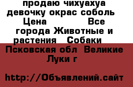 продаю чихуахуа девочку,окрас соболь › Цена ­ 25 000 - Все города Животные и растения » Собаки   . Псковская обл.,Великие Луки г.